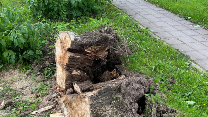 Nokritušais koks, kurš ir sazāģēts