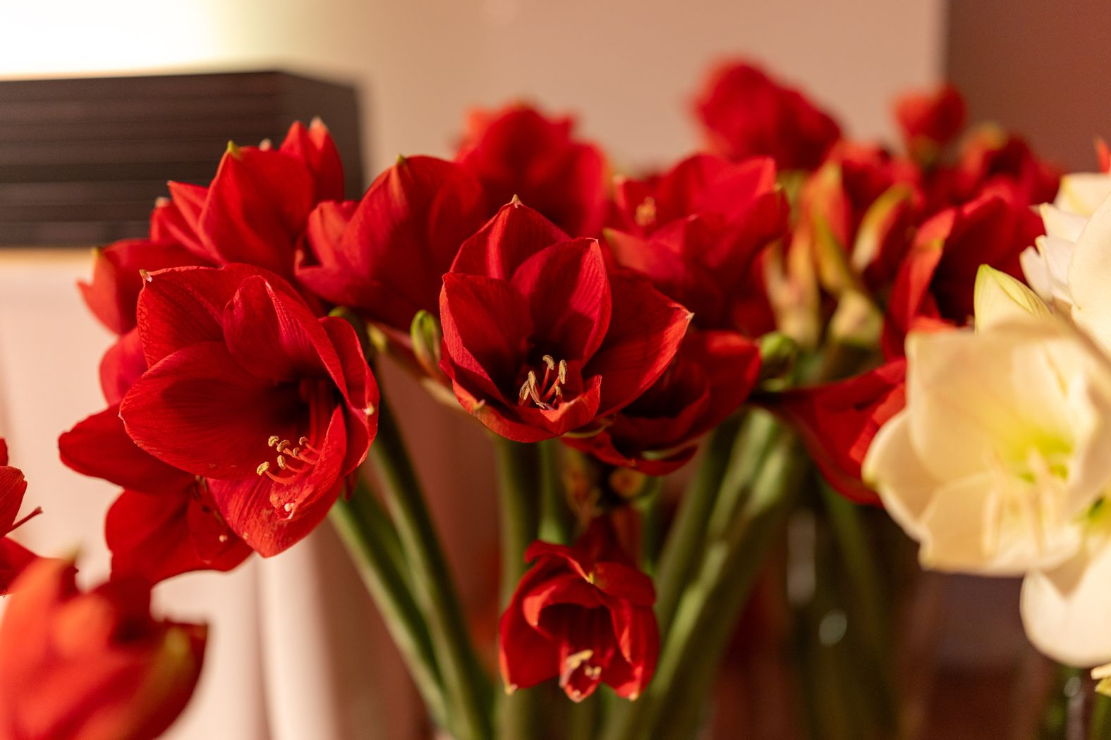 Attēlā sarkani un balti amariļļa ziedi