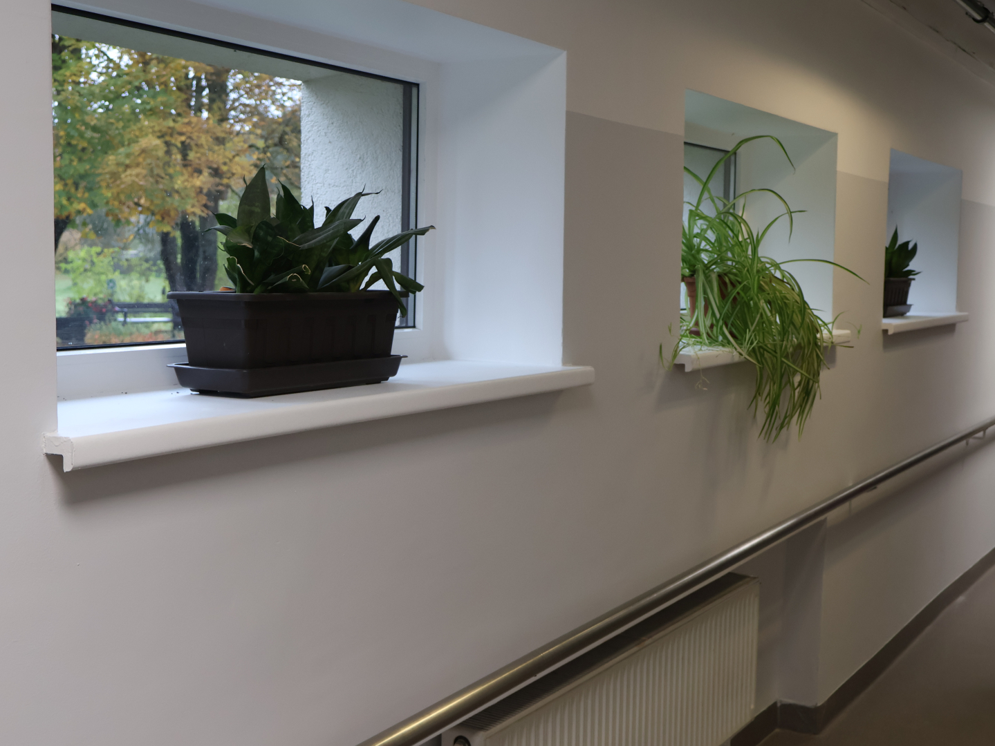 Gaitenis pēc remonta. Gaumīgas pelēkā krāsā sienas, uz palodzēs puķu podi