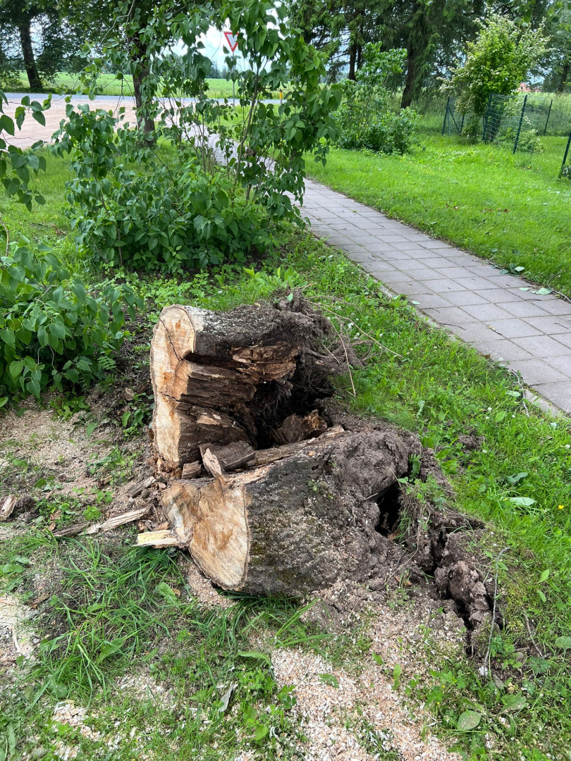 Nokritušais koks, kurš ir sazāģēts