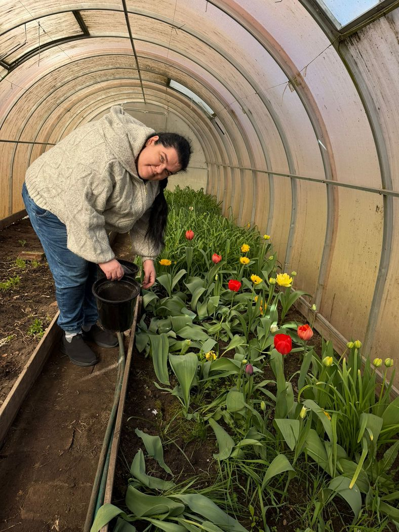 Sieviete siltumnīcā pie augošajām tulpēm