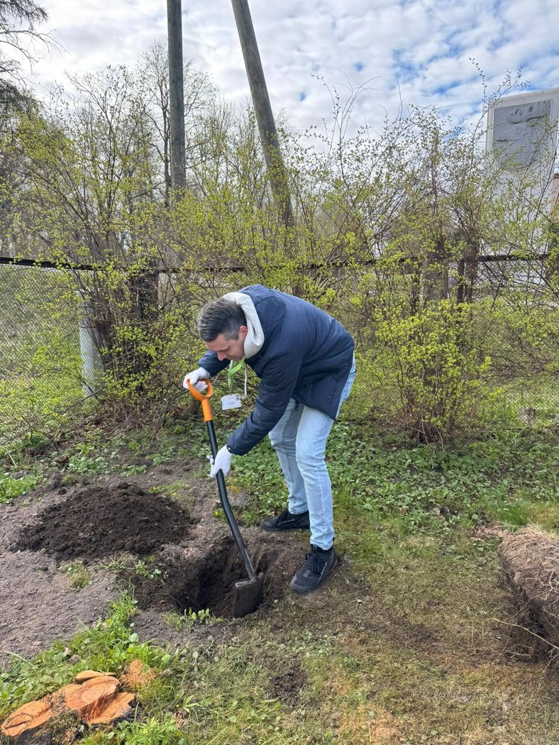 Direktors veic teritorijas uzkopšanas darbus, rok bedri ceriņu stādīšanai