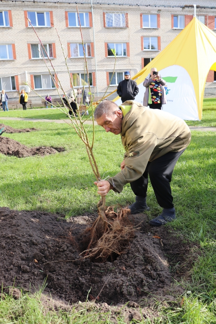 auglu_koku_stadisanas_pasakums_jelgava_20