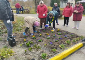 Cilvēki veic teritorijas uzkopšanas darbus. Stāda atraitnītes